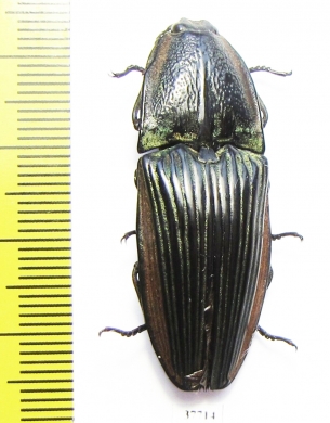 Elateridae sp.  Mexico - INSECTS-STORE.RU