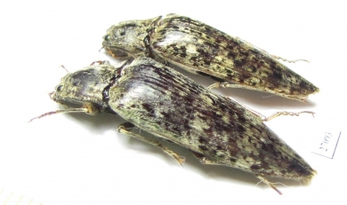 Elateridae sp.  Honduras - INSECTS-STORE.RU