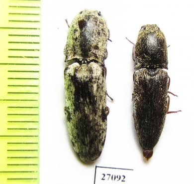 Elateridae sp.  Honduras - INSECTS-STORE.RU