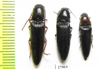 Elateridae sp.  Honduras - INSECTS-STORE.RU