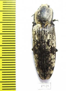 Elateridae sp.  Honduras - INSECTS-STORE.RU