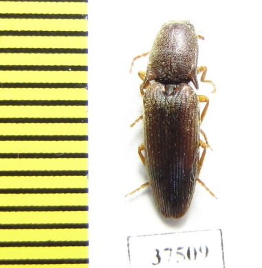 Elateridae sp.  Colombia - INSECTS-STORE.RU