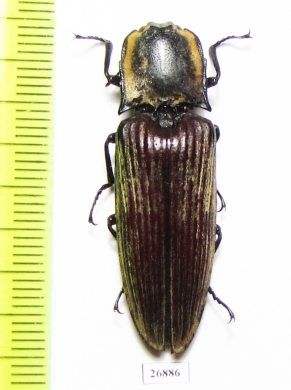 Elateridae sp.  Costa Rica - INSECTS-STORE.RU