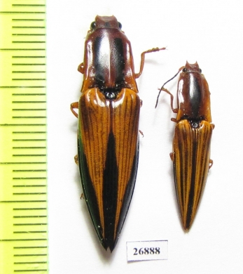 Elateridae sp.  Costa Rica - INSECTS-STORE.RU