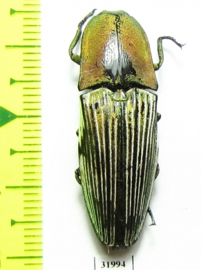 Elateridae sp.  Peru - INSECTS-STORE.RU