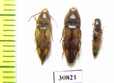 Elateridae sp.  Peru - INSECTS-STORE.RU