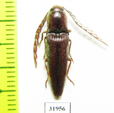 Elateridae sp.  Peru - INSECTS-STORE.RU