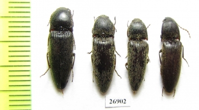 Elateridae sp.  China, Tibet - INSECTS-STORE.RU
