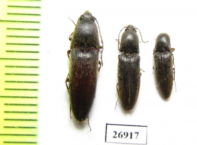 Elateridae sp.  China, Tibet - INSECTS-STORE.RU