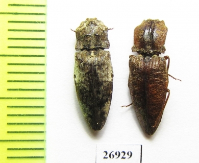 Elateridae sp.  China, Tibet - INSECTS-STORE.RU