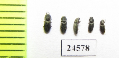 Elateridae sp.  Kazakhstan - INSECTS-STORE.RU