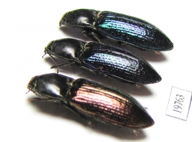 Elateridae sp.  Kazakhstan - INSECTS-STORE.RU