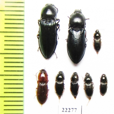 Elateridae sp.  Kazakhstan - INSECTS-STORE.RU