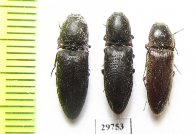 Elateridae sp.  Iran, Fars prov. - INSECTS-STORE.RU