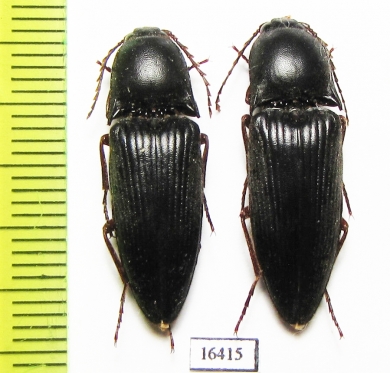 Elateridae sp.  Iran, Khuzestan prov. - INSECTS-STORE.RU