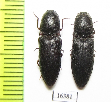 Elateridae sp.  Iran, Khuzestan prov. - INSECTS-STORE.RU