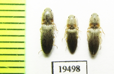 Elateridae sp.  Iran, Sistan prov. - INSECTS-STORE.RU