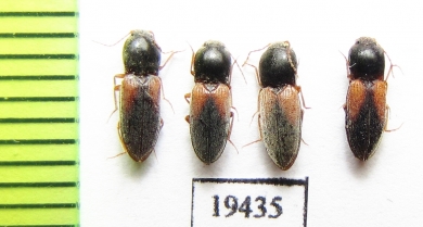 Elateridae sp.  Iran, Sistan prov. - INSECTS-STORE.RU