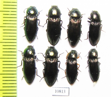 Elateridae sp.  Russia, Tver reg. - INSECTS-STORE.RU