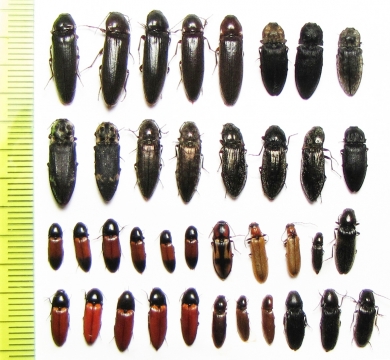 Elateridae sp.  Russia, Tver reg. - INSECTS-STORE.RU