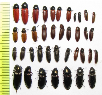 Elateridae sp.  Russia, Tver reg. - INSECTS-STORE.RU