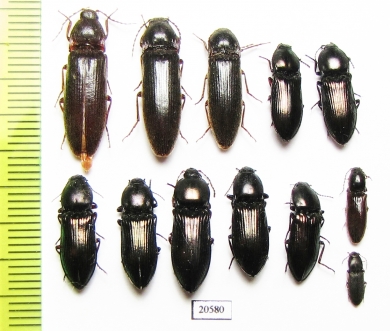 Elateridae sp.  Russia, Far East - INSECTS-STORE.RU