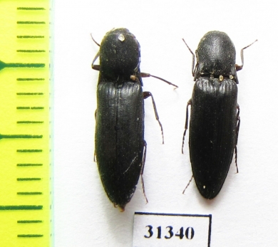 Elateridae sp.  Russia, Kaluga reg. - INSECTS-STORE.RU