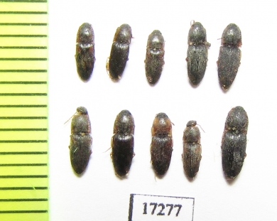 Elateridae sp.  Uzbekistan - INSECTS-STORE.RU