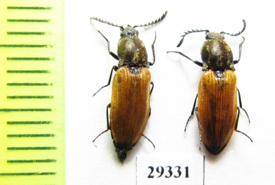 Anostirus castaneus  Russia, Tver reg. - INSECTS-STORE.RU