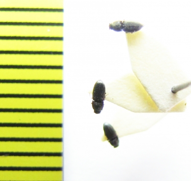 Quasimus minutissimus  Belorussia - INSECTS-STORE.RU