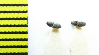 Quasimus minutissimus  Belorussia - INSECTS-STORE.RU