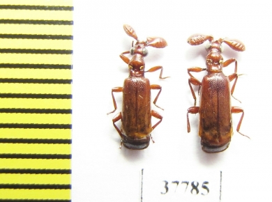 Paussinae sp.  Zambia - INSECTS-STORE.RU
