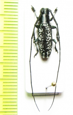 Acridocephala bistriata  Cameroon - INSECTS-STORE.RU