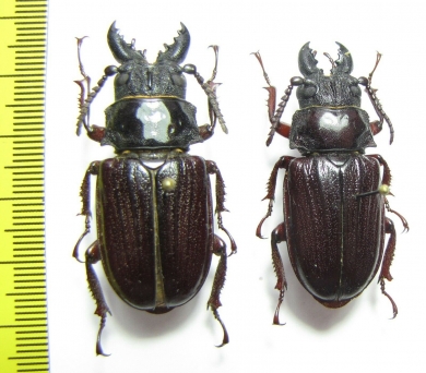 Cantharocnemis sp., pair  Congo 44mm - INSECTS-STORE.RU