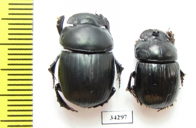 Catharsius sp.  Ethiopia - INSECTS-STORE.RU