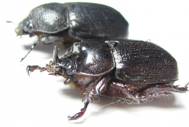 Dynastinae sp., pair  South Africa Rep. - INSECTS-STORE.RU