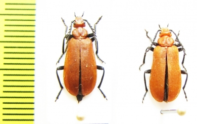 Pyrochroa serraticornis, pair  Russia. Samara reg. - INSECTS-STORE.RU