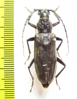 Cerambycidae sp.  Indonesia, Papua - INSECTS-STORE.RU