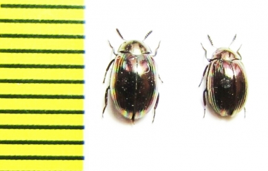 Tenebrionidae sp.  Malaysia - INSECTS-STORE.RU