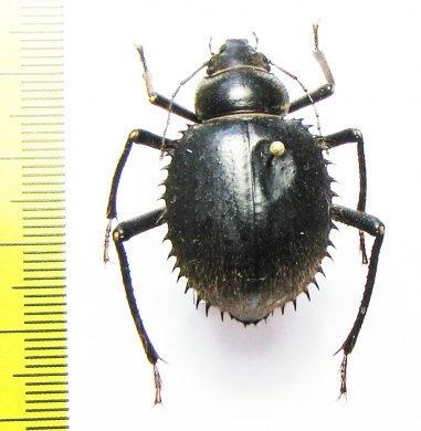 Prionotheca coronata  Morocco - INSECTS-STORE.RU