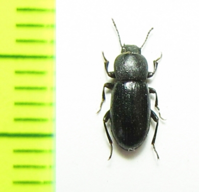 Cabirutus pusillus  Uzbekistan - INSECTS-STORE.RU