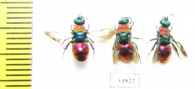 Chrysididae sp.  Russia, Tver reg. - INSECTS-STORE.RU