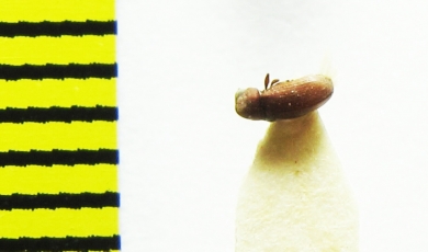 Anobiidae sp.  India, Rajasthan - INSECTS-STORE.RU