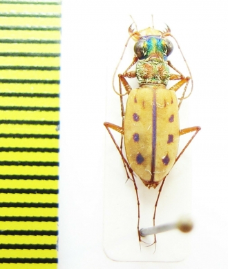 Lophyra cerina  India - INSECTS-STORE.RU