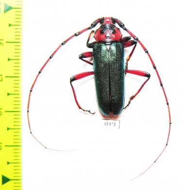 Stenaspis verticalis insignis  USA - INSECTS-STORE.RU