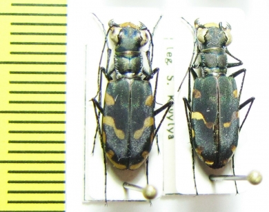 Calomera decemguttata  Indonesia, Sulawesi - INSECTS-STORE.RU