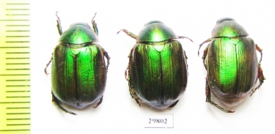 Anomala vitis  Italy - INSECTS-STORE.RU