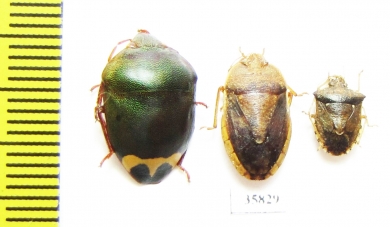 Hemiptera sp.  Tanzania - INSECTS-STORE.RU