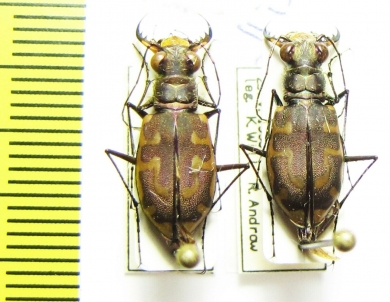 Cicindela hirticollis  USA - INSECTS-STORE.RU