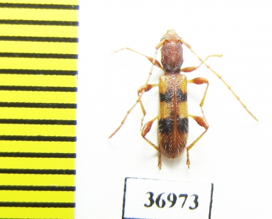 Cerambycidae sp.  South Africa Rep. - INSECTS-STORE.RU